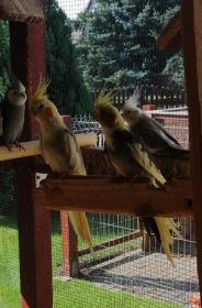 Papugi modrolotki nimfy