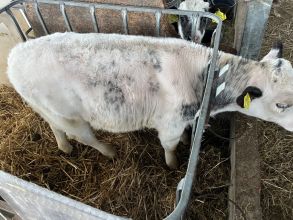 Sprzedam byczka BB 140kg