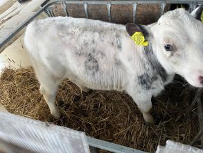 Sprzedam byczka BB 140kg