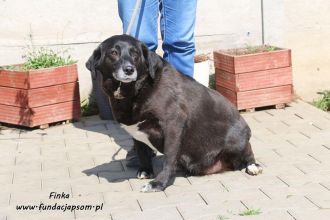 Od szczeniaka w schronisku, uratuj Finkę!