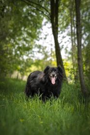Piękny Leopold, uratuj go zza krat!