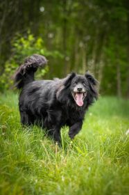 Piękny Leopold, uratuj go zza krat!