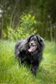 Piękny Leopold, uratuj go zza krat!