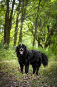 Piękny Leopold, uratuj go zza krat!