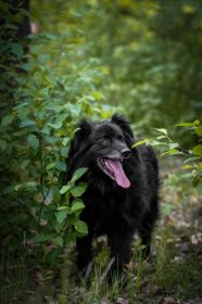 Piękny Leopold, uratuj go zza krat!