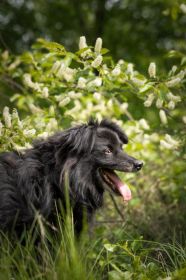 Piękny Leopold, uratuj go zza krat!