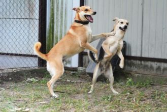 Daj Bryziowi szansę… On odda Ci całą miłość,...
