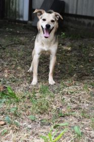 Daj Bryziowi szansę… On odda Ci całą miłość,...