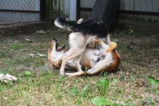 Daj Bryziowi szansę… On odda Ci całą miłość,...