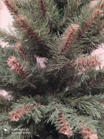 Sprzedam dużą choinkę.