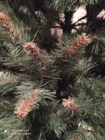 Sprzedam dużą choinkę.