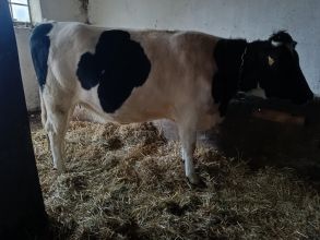 Jałówka wysokocielna