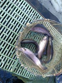 Żywe ryby; karp, szczupak, jesiotr, pstrąg amur.