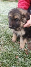 Szczeniaki 7tygodniowe szukają domu.