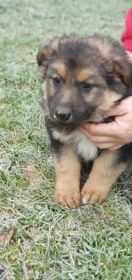 Szczeniaki 7tygodniowe szukają domu.