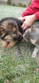 Szczeniaki 7tygodniowe szukają domu.