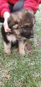 Szczeniaki 7tygodniowe szukają domu.