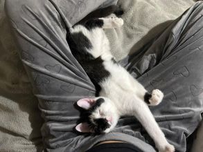 Lucek - domowy kociak, totalny słodziak szuka domu!