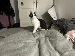 Lucek - domowy kociak, totalny słodziak szuka domu!