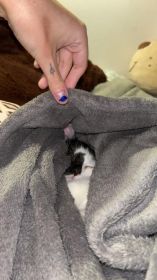 Lucek - domowy kociak, totalny słodziak szuka domu!