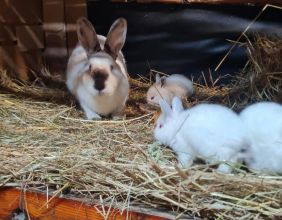 Kalifornijski czarny