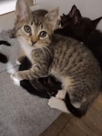 KOCIĘTA malutkie kociaki szukają domów!