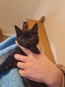 KOCIĘTA malutkie kociaki szukają domów!