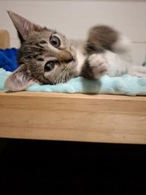 KOCIĘTA malutkie kociaki szukają domów!