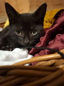 KOCIĘTA malutkie kociaki szukają domów!