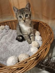 KOCIĘTA malutkie kociaki szukają domów!