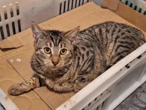 Młodziutkie koteczki szukają domów!