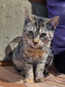 Młodziutkie koteczki szukają domów!