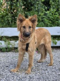 Bella - złotowłosa piękność, mądra, wesoła sunia...