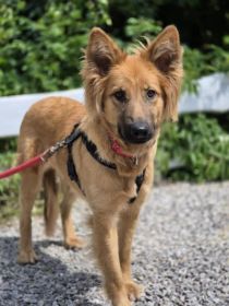 Bella - złotowłosa piękność, mądra, wesoła sunia...