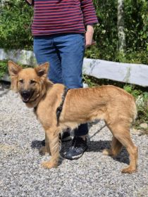 Bella - złotowłosa piękność, mądra, wesoła sunia...