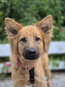 Bella - złotowłosa piękność, mądra, wesoła sunia...