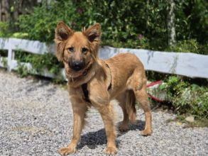 Bella - złotowłosa piękność, mądra, wesoła sunia...