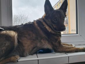 Oddam wykastrowana suke