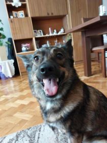 Oddam wykastrowana suke