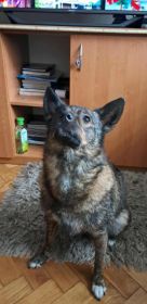 Oddam wykastrowana suke