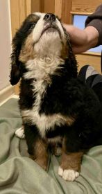 Berneński Pies Pasterski