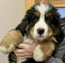 Berneński Pies Pasterski