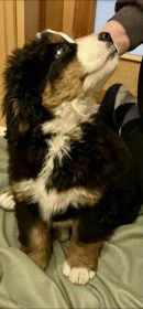 Berneński Pies Pasterski