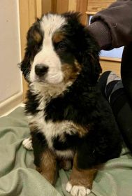 Berneński Pies Pasterski