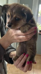 Pies do oddania (Szczeniak)