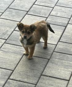 Pies do oddania (Szczeniak)