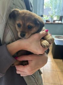 Pies do oddania (Szczeniak)