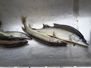 żywe ryby; karp, szczupak, jesiotr, pstrąg,amur