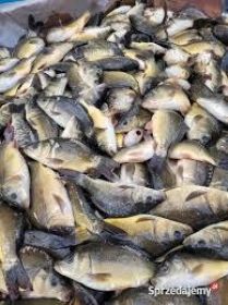 żywe ryby; karp, szczupak, jesiotr, pstrag, amur.