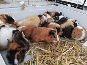 Sprzedam świnki morskie